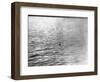 An Infamous Image of the Loch Ness Monster-null-Framed Photographic Print