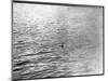 An Infamous Image of the Loch Ness Monster-null-Mounted Photographic Print