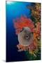 An inflated Guineafowl pufferfish in front of sea fans, Fiji-David Fleetham-Mounted Photographic Print
