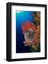 An inflated Guineafowl pufferfish in front of sea fans, Fiji-David Fleetham-Framed Photographic Print