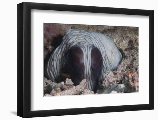 An Inquisitive Octopus in a Fijian Reef-Stocktrek Images-Framed Photographic Print