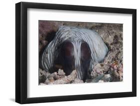 An Inquisitive Octopus in a Fijian Reef-Stocktrek Images-Framed Photographic Print