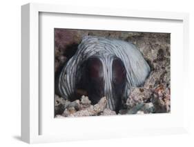 An Inquisitive Octopus in a Fijian Reef-Stocktrek Images-Framed Photographic Print