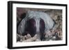 An Inquisitive Octopus in a Fijian Reef-Stocktrek Images-Framed Photographic Print