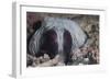 An Inquisitive Octopus in a Fijian Reef-Stocktrek Images-Framed Photographic Print