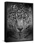 An Intense Stare-Jai Johnson-Framed Stretched Canvas