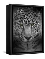 An Intense Stare-Jai Johnson-Framed Stretched Canvas