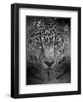 An Intense Stare-Jai Johnson-Framed Giclee Print