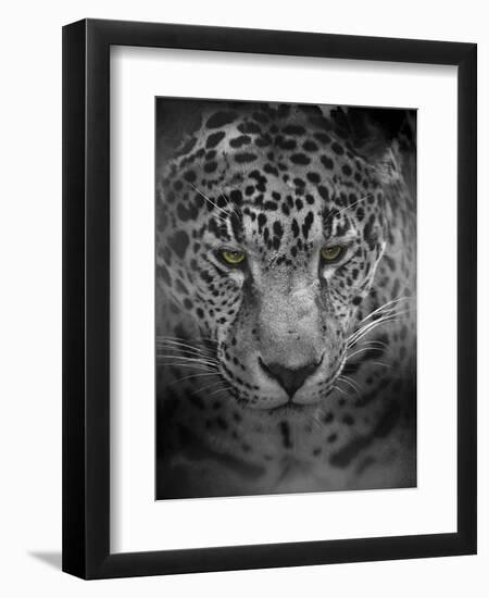 An Intense Stare-Jai Johnson-Framed Giclee Print