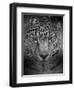 An Intense Stare-Jai Johnson-Framed Giclee Print