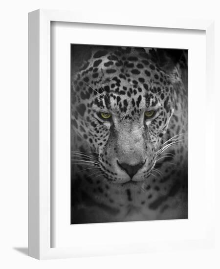 An Intense Stare-Jai Johnson-Framed Giclee Print