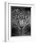 An Intense Stare-Jai Johnson-Framed Giclee Print