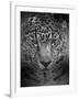 An Intense Stare-Jai Johnson-Framed Giclee Print