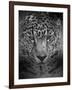 An Intense Stare-Jai Johnson-Framed Giclee Print