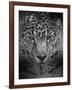 An Intense Stare-Jai Johnson-Framed Giclee Print