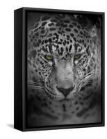 An Intense Stare-Jai Johnson-Framed Stretched Canvas