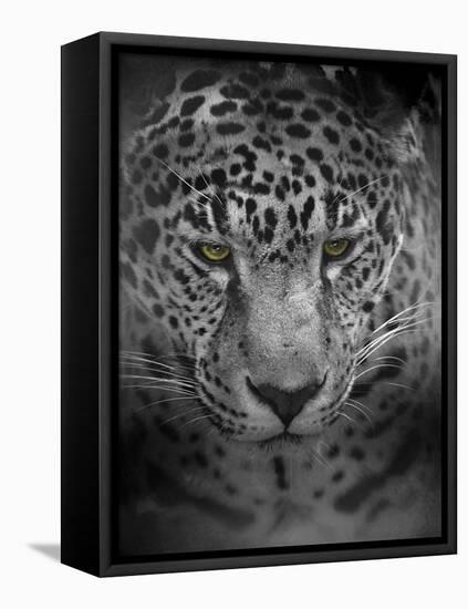 An Intense Stare-Jai Johnson-Framed Stretched Canvas