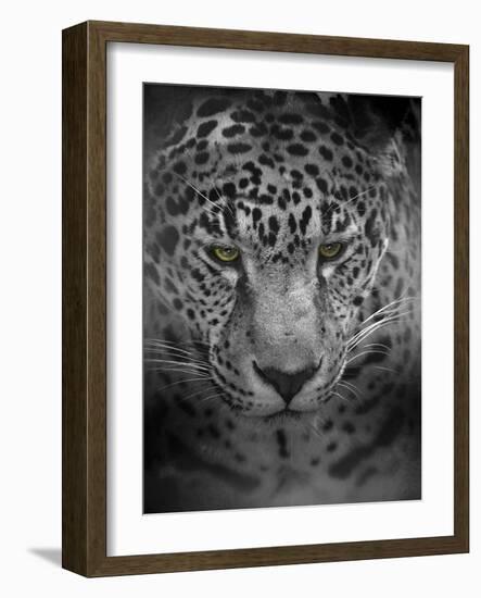 An Intense Stare-Jai Johnson-Framed Giclee Print