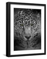 An Intense Stare-Jai Johnson-Framed Giclee Print