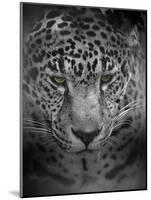 An Intense Stare-Jai Johnson-Mounted Giclee Print