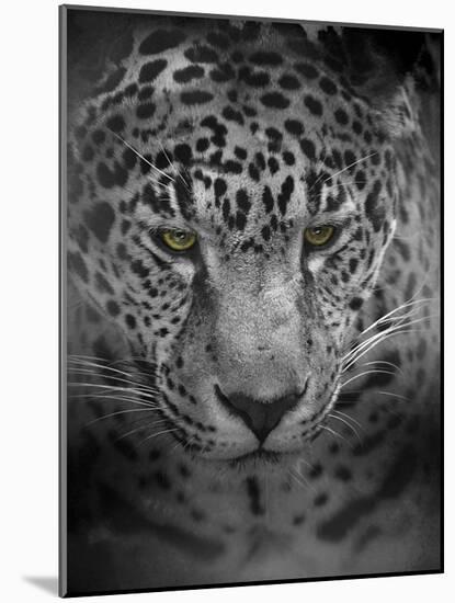 An Intense Stare-Jai Johnson-Mounted Giclee Print