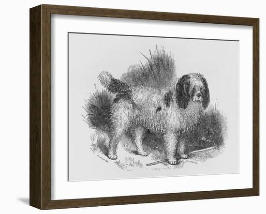 An Interesting Old Engraving of a Long-Coated Poodle-null-Framed Art Print