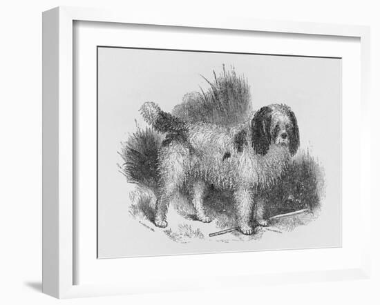 An Interesting Old Engraving of a Long-Coated Poodle-null-Framed Art Print