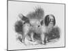 An Interesting Old Engraving of a Long-Coated Poodle-null-Mounted Art Print