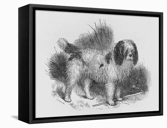 An Interesting Old Engraving of a Long-Coated Poodle-null-Framed Stretched Canvas