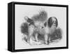 An Interesting Old Engraving of a Long-Coated Poodle-null-Framed Stretched Canvas