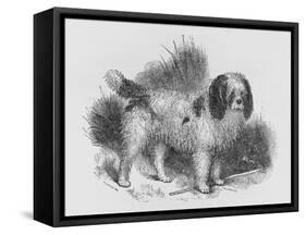 An Interesting Old Engraving of a Long-Coated Poodle-null-Framed Stretched Canvas