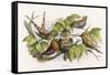 An Intruding Elf Makes Himself at Home in a Birds Nest-Richard Doyle-Framed Stretched Canvas