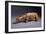 An Inuit Large Marine Ivory Polar Bear-null-Framed Giclee Print