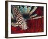 An Invasive Indo-Pacific Lionfish Off the Coast of North Carolina-Stocktrek Images-Framed Photographic Print