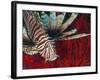 An Invasive Indo-Pacific Lionfish Off the Coast of North Carolina-Stocktrek Images-Framed Photographic Print