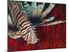 An Invasive Indo-Pacific Lionfish Off the Coast of North Carolina-Stocktrek Images-Mounted Photographic Print