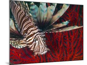 An Invasive Indo-Pacific Lionfish Off the Coast of North Carolina-Stocktrek Images-Mounted Photographic Print