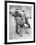 An Iranian Performace of a Man Wrestling a Bear in Public-Dmitri Kessel-Framed Photographic Print