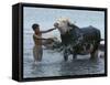 An Iraqi Boy Washes a Water Buffalo-null-Framed Stretched Canvas