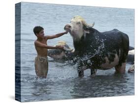 An Iraqi Boy Washes a Water Buffalo-null-Stretched Canvas