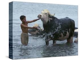 An Iraqi Boy Washes a Water Buffalo-null-Stretched Canvas