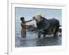 An Iraqi Boy Washes a Water Buffalo-null-Framed Photographic Print