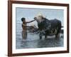 An Iraqi Boy Washes a Water Buffalo-null-Framed Photographic Print