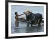 An Iraqi Boy Washes a Water Buffalo-null-Framed Photographic Print