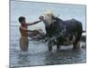 An Iraqi Boy Washes a Water Buffalo-null-Mounted Photographic Print