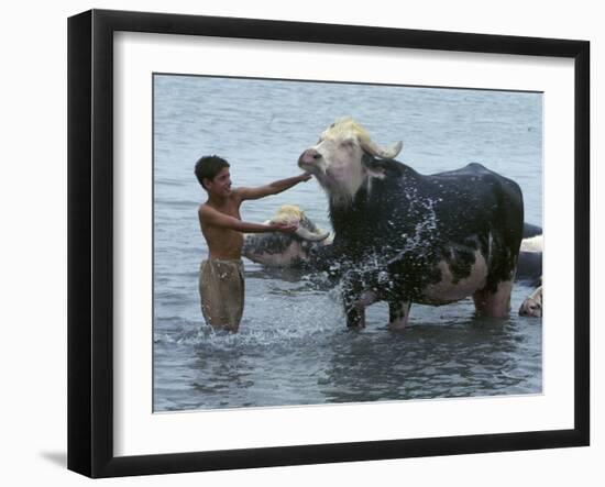 An Iraqi Boy Washes a Water Buffalo-null-Framed Photographic Print