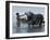 An Iraqi Boy Washes a Water Buffalo-null-Framed Photographic Print