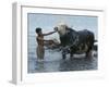 An Iraqi Boy Washes a Water Buffalo-null-Framed Photographic Print