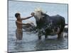 An Iraqi Boy Washes a Water Buffalo-null-Mounted Photographic Print