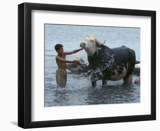 An Iraqi Boy Washes a Water Buffalo-null-Framed Photographic Print